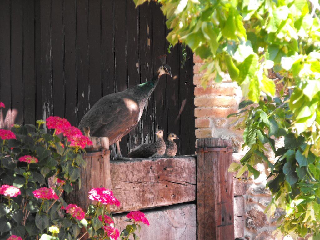 Gasthaus Mas Roquet Maçanet de Cabrenys Exterior foto